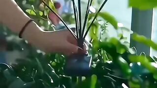 Firefly solar light | ChamCham