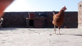 Funny Hens