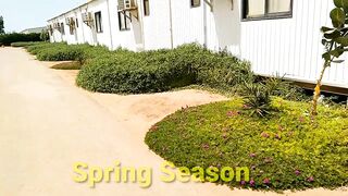 Happy Spring Season ???????? / Nice Small flowers View