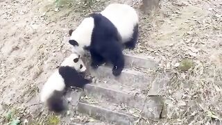 Why did the mama Panda do this?