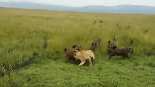 Lioness being attacked by a hyena clan is rescued by her pride.