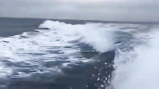 Speed boat being chased by Orcas.