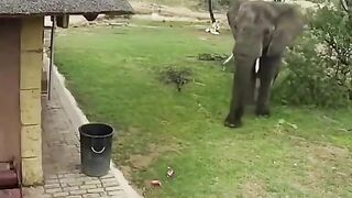 If an Elephant can, why can't we?