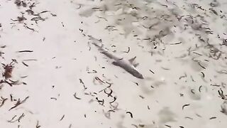Shark swimming peacefully until...