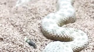 This Sneaky Snake.