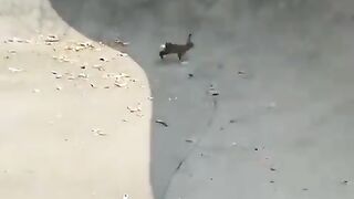 A skater rescuing a wild bun from a pool.