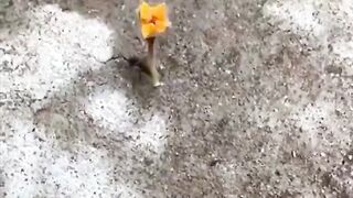 Oh nothing, just an Ant going on a date...????