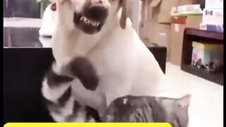 Angry Dog