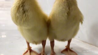 So cute funny ????The process of kitten and the duckling making friends.video of ducklings and kitten