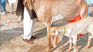 Goat with his baby