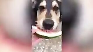 Cats and Dogs Cute and Funny Animals
