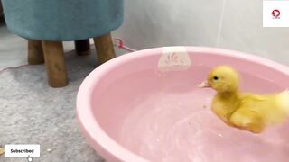 The cat picked up the little duck and threw it into the pool! Very cute and funny ????!! Animal World