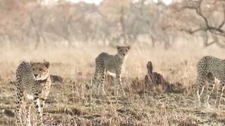 Cheetah struggle
