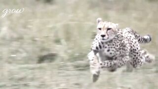 Hunting a cheetah, eating a cheetah