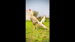 Aseel hen Aseel fighter Aseel murga