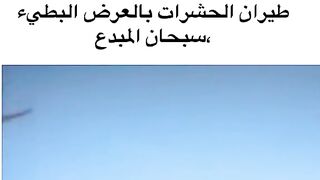 طيران الحشرات بالعرض البطئ