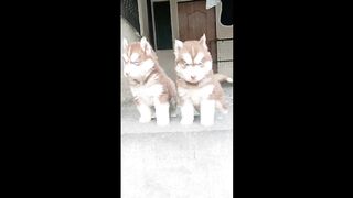 Husky puppies ???????? Beautiful Pup's Siberian Dogs ????