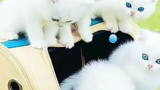 Nice cat faney video very nice cat