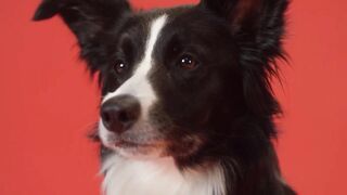 CARE WHEN TAKING THE DOG FOR A WALK ON  DAYS.