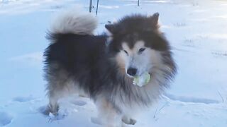 At  how old  can a puppy be bathed?