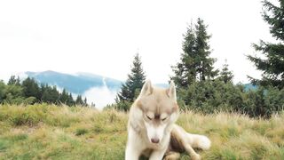 Mongrel dogs do you  know  who they are?