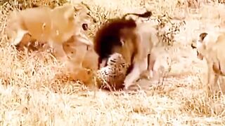 Lion Vs Leopardus