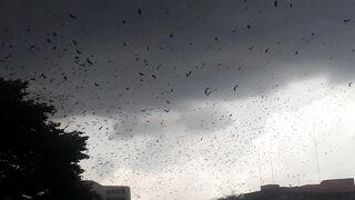 Mesmerizing Bird Behavior Before Rainfall