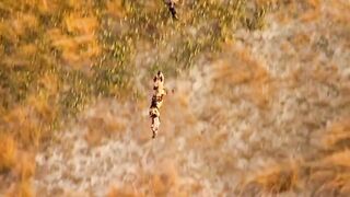 Dogs hunting