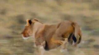 Lion Hunting ????