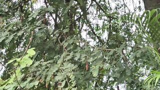 Tamarindos dulces