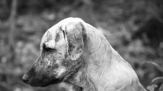 Deaf puppy what is  it like to live  with a dog  that can't  hear?