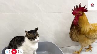 The evil cat made the rooster angry and finally the cat attacked the rooster. Nice animal. Animal world