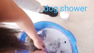 استحمام لكلب