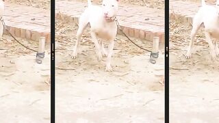 Bully dog bully kutta #viral