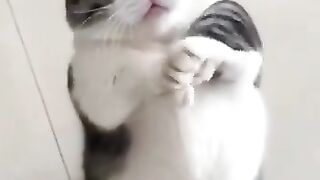 Funny Cats