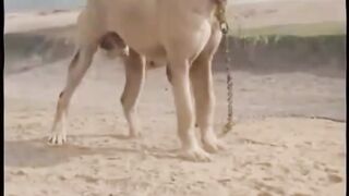 Denger Bully dog big size dog #viral
