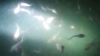 Senang rasanya melihat larva lele gemuk-gemuk seperti ini