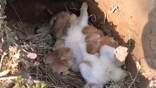 little rabbit sucking milk