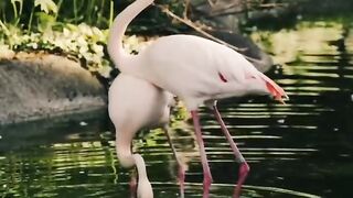 Flamingos feed their young in a unique way