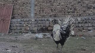My chicken