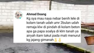 Hati-hati pindahkan ikan lele dari kolam ke kolam jenis lainnya❗Ikan dikolam TANAH pindah kekolam TERPAL