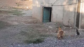 My farm and chickens