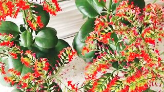 Beautifull flower idea in your house garden