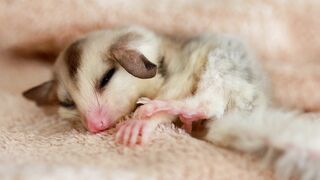 a-close-up-of-a-sugar-glider-pets-that-have-soft-fur-and-ca