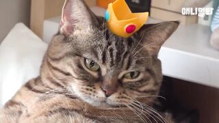 Have you seen such a fat yet happy cat before? (The real Garfield)