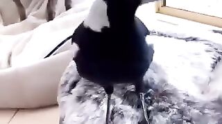طائر يقلد صوت الكلاب سبحان الله