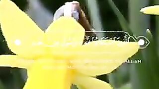 Beautiful quran recitation | quran tilawat | best voice tilawat