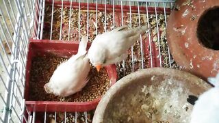 Birds are vertebrate animals adapted for flight. Many can also run, jump