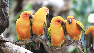 sun-conure-parrots-resting-on-a-branch