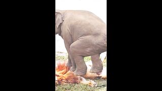 Un lion incroyable attaquant un grand éléphant Des moments incroyables avec la caméra !!.